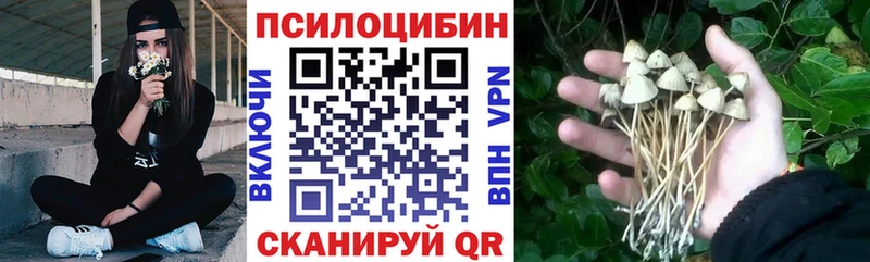 Купить закладки  Стародуб  Псилоцибиновые грибы Psilocybine cubensis 